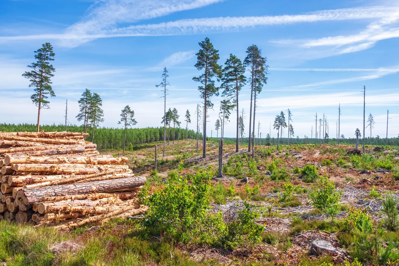 J Dahlqvist Skog AB i arbete