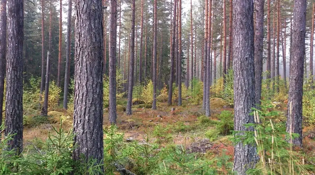 Skog i Östavall – naturvård och skogsbruk