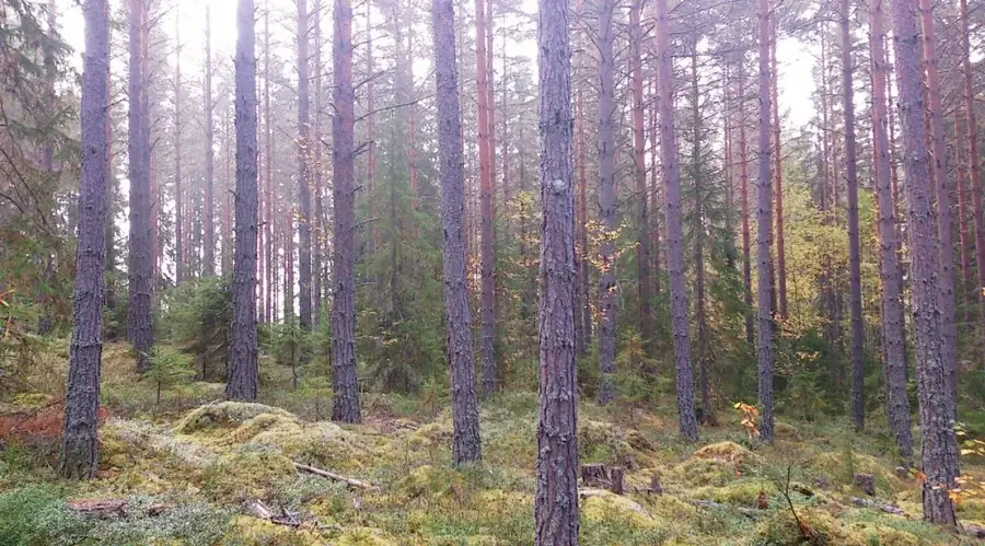 Skog i Medelpad